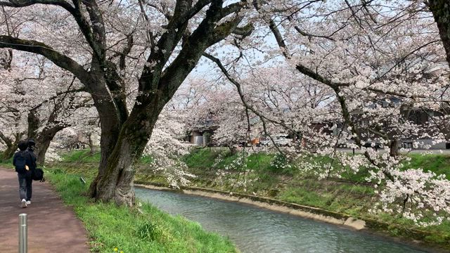 【桜見頃】越前市「吉野瀬川桜並木」も見頃♡の記事動画