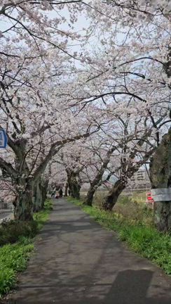 【桜満開】足羽川堤防の桜並木も見頃、パンツ6カ月間の「党員資格停止♡の記事動画