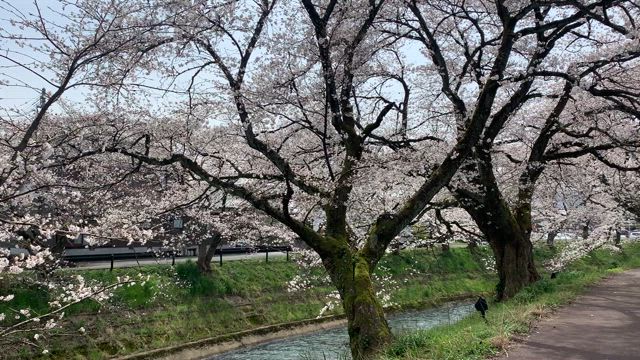 【桜見頃】越前市「吉野瀬川桜並木」も見頃♡の記事動画