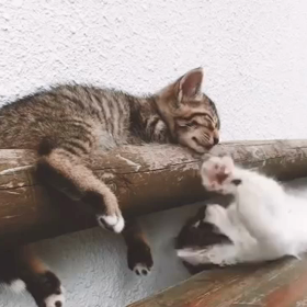 ♡ボンネット‼️バンバンっ‼️♡の画像