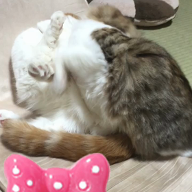 最近よく見る光景(*^◯^*)♡の画像
