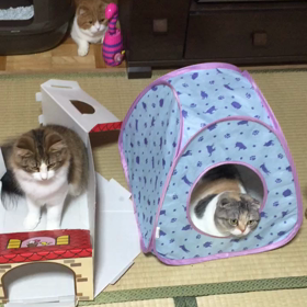 ハッスル（≧∇≦）ひよこデェイェイエ〜〜の画像