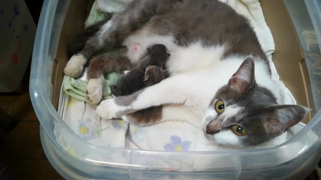 ミャアーちゃんがおかあニャンになりましたの記事動画