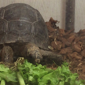 アルダブラゾウガメ成長日記の画像