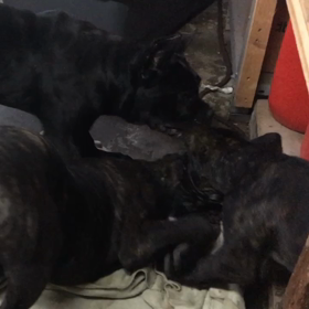 大型犬って素晴らしい！カネコルソ編の画像