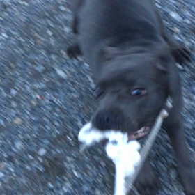 大型犬って素晴らしい！カネコルソ編の画像