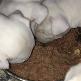 大型犬って素晴らしい！ドゴアルヘンティーノ編の画像