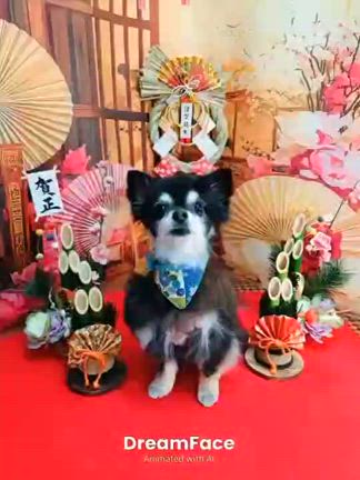 卒業犬　お便りの記事動画