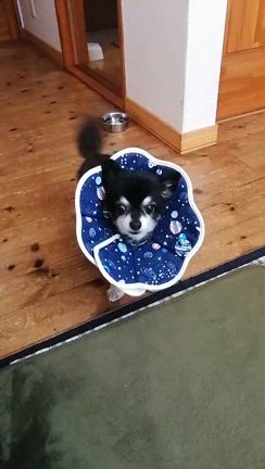 卒業犬　お便りの記事動画