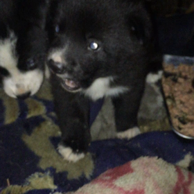 犬の画像