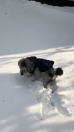 犬が雪が好きって、そうとも限らないよね。の記事動画