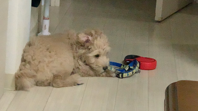 かえでｻﾝの記事動画