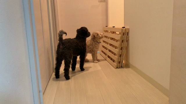 ぴぇんの記事動画