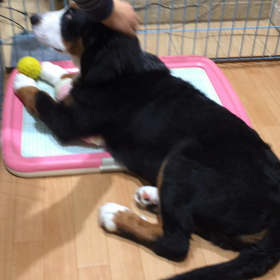 子犬のお迎え時は予想外の出費あり！？の画像