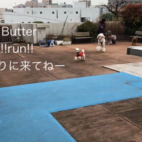 ドッグランRun!!run!きてねー！の画像