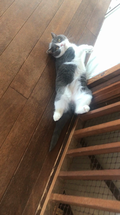 ぐぅちゃんの記事動画
