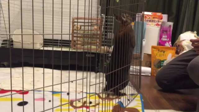 背伸びの記事動画