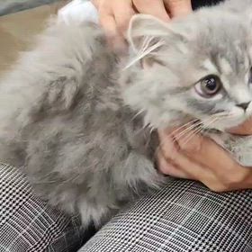 まさかの2匹!?ブリティッシュショートヘアの姉妹をお迎え決定✨の画像