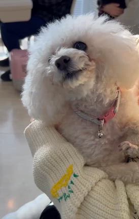 長嬢、狂犬病ワクチン打てず。の記事動画