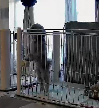 ゴミ捨ては3人での記事動画