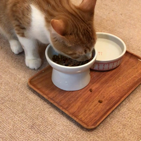 皿を食べる猫の画像