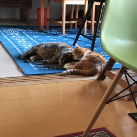 衝撃の仲睦まじさの画像