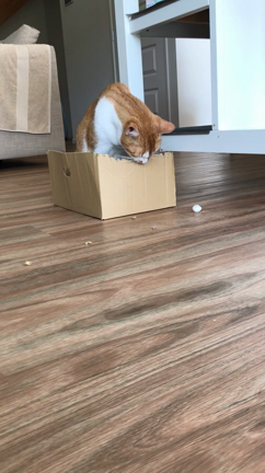 どこまで小さくなるのか？！猫と段ボールの記事動画
