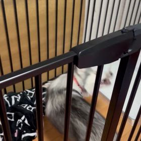 犬じゃらしに夢中なハスキーの画像