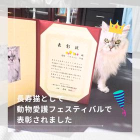 【ニャンのこと】動物愛護フェスティバルで高齢猫として表彰された話の画像