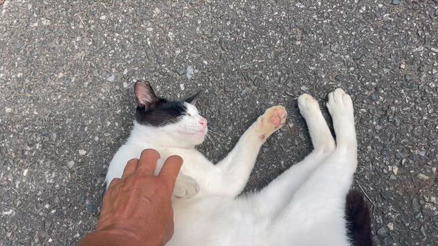 猫すけ❗️の記事動画