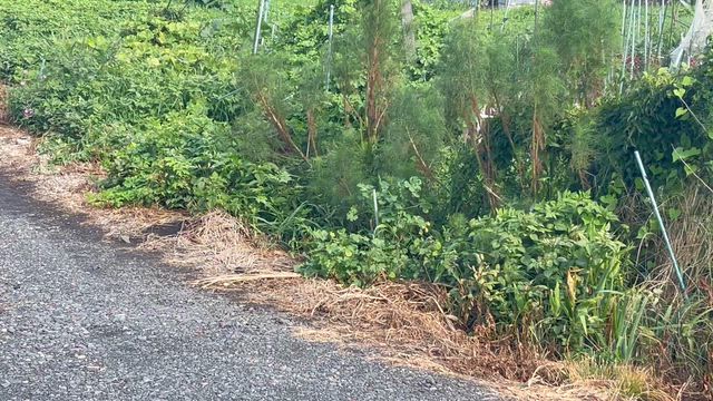 精霊がいる316❗️の記事動画