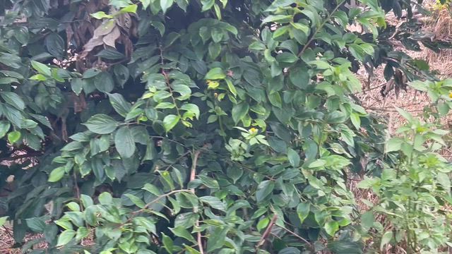 猫すけ❗️の記事動画