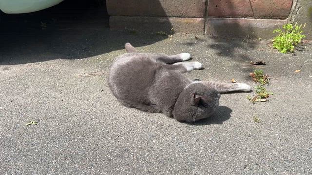 おはようにゃん！の記事動画