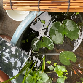 ソーラーエアポンプの画像