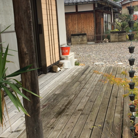 1110　The cat's talking.の画像