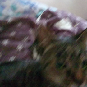 今日の猫団子❤️僕も入れて～～～編の画像