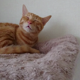 猫の風邪 鼻づまり くしゃみ 可哀想だけど可愛いの画像