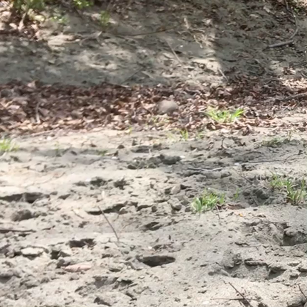 リベンジ！の記事動画