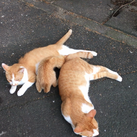 今日の庭猫の画像