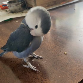 ヘタッピの画像