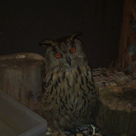 フクロウってホーホー鳴かないの？の画像