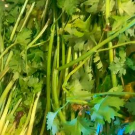 パクチー祭りの画像