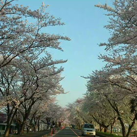 桜リベンジの画像
