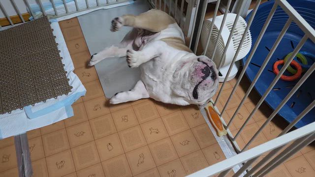 カニーノが旅立つまで ２の記事動画