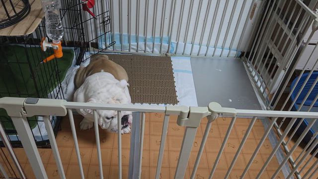 カニーノが旅立つまで ３の記事動画