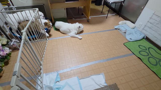 ダイナマイト娘がやって来た♪の記事動画
