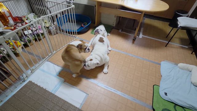 ダイナマイト娘がやって来た♪の記事動画