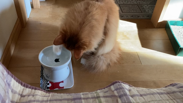 猫も暑いよね´д` ;の記事動画