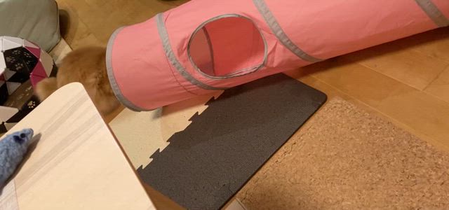 新しいおもちゃに大興奮(猫)の記事動画