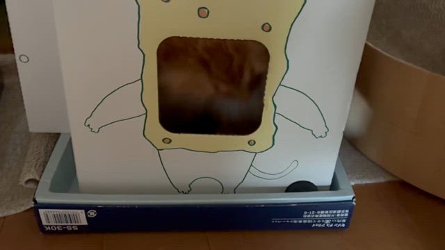 今朝の猫の記事動画